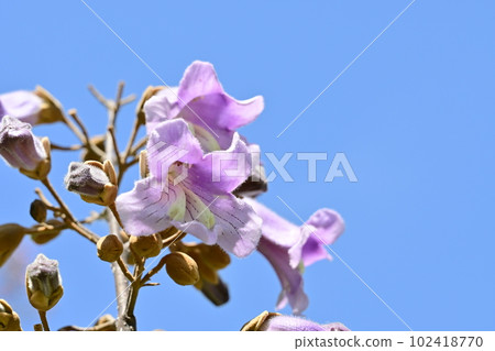 Flower of deciduous broadleaf tree of paulownia (Scrophulariaceae) 102418770