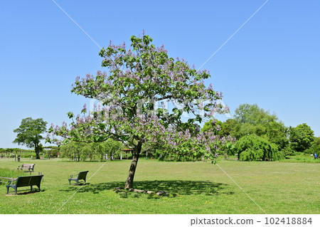 Flower of deciduous broadleaf tree of paulownia (Scrophulariaceae) 102418884