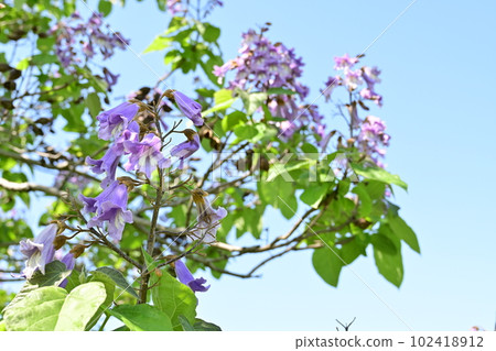 Flower of deciduous broadleaf tree of paulownia (Scrophulariaceae) 102418912
