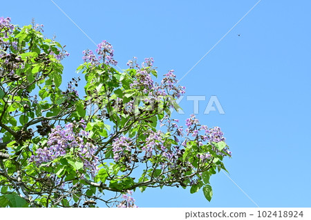 Flower of deciduous broadleaf tree of paulownia (Scrophulariaceae) 102418924
