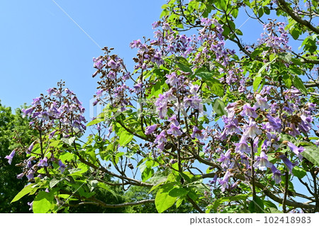 Flower of deciduous broadleaf tree of paulownia (Scrophulariaceae) 102418983