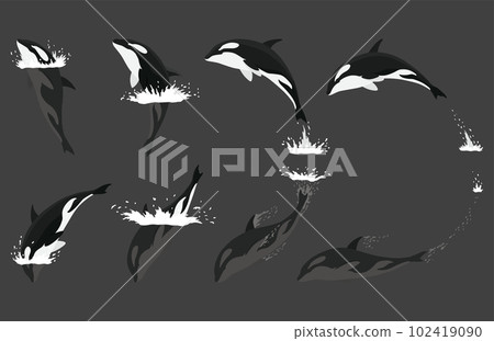 Orca animation in water set. Cartoon animal design. Ocean mammal orca isolated on white background. Whale killer jumping, predator fish illustration Orca animation in water set. Cartoon animal design. Ocean mammal orca isolated on white background. Whale killer jumping, predator fish illustration 102419090