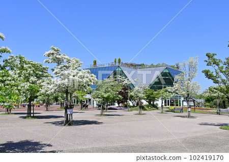 在弘南花卉公園盛開的一葉章魚（Nanjamonja 樹）〉〉 102419170