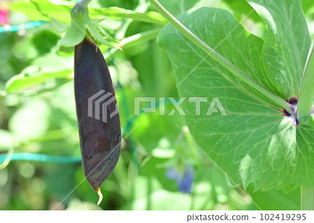 紅豌豆果實和田野 102419295