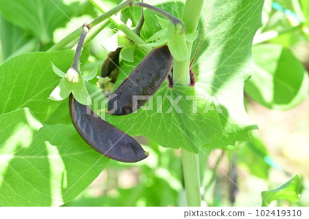 Red pea fruit and field Red pea fruit and field 102419310