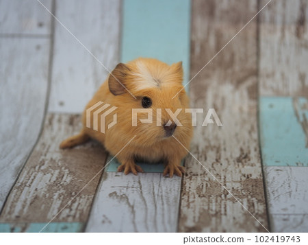 鳳頭豚鼠 102419743