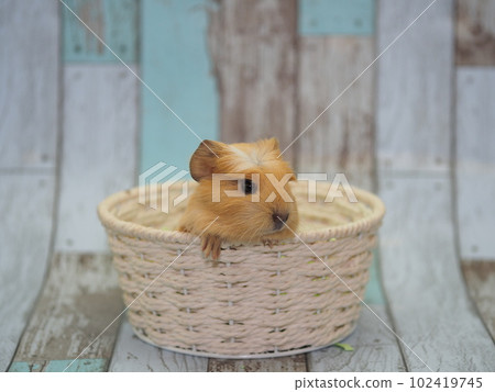 crested guinea pig 102419745