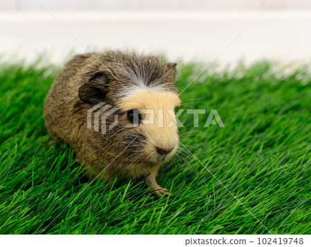 鳳頭豚鼠 102419748