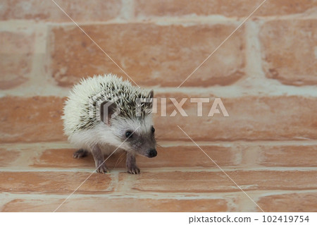 四趾刺猬 Pied 四趾刺猬 Pied 102419754