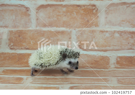 四趾刺猬 Pied 四趾刺猬 Pied 102419757