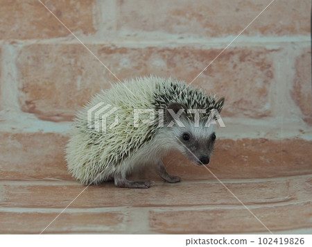 四趾刺猬 Pied 102419826