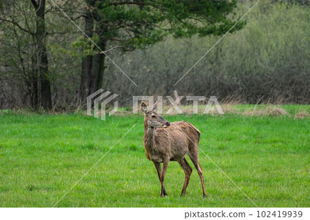 A single doe in a green glade 102419939