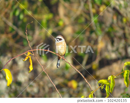 雄性彩旗棲息在樹枝上 102420135