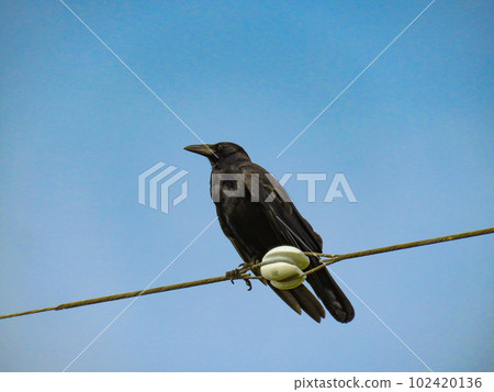 A carrion crow perched on an electric wire 102420136
