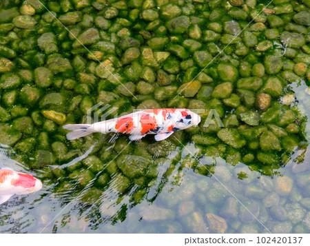 鯉魚在池塘里游泳 102420137