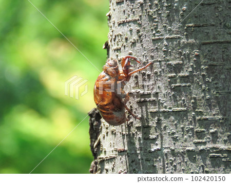 半殼留在樹的樹幹上 102420150