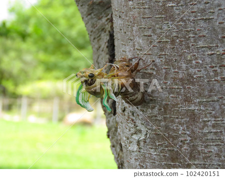 蛻變過程中的蟬 102420151