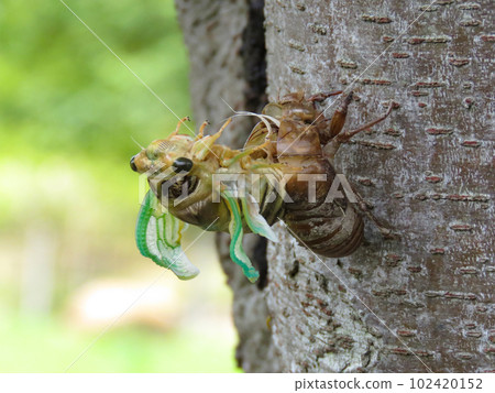 蛻變過程中的蟬 102420152