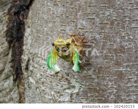 蛻變過程中的蟬 102420153