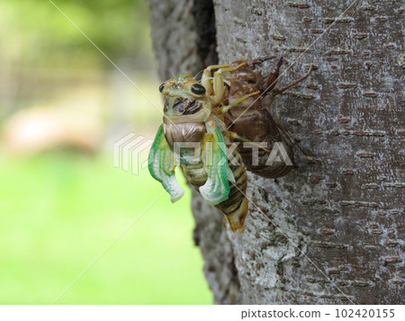 剛破殼的蟬 102420155