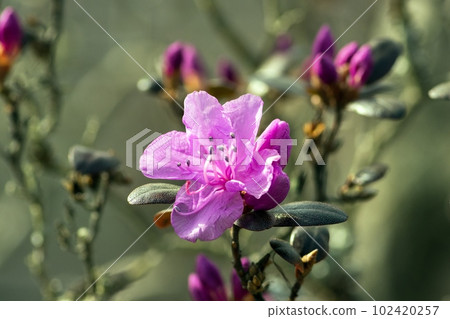 When Ezomurasaki Azalea blooms When Ezomurasaki Azalea blooms 102420257