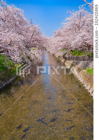 Gojo River in spring, cherry blossoms in full bloom <Iwakura City, Aichi Prefecture> Gojo River in spring, cherry blossoms in full bloom <Iwakura City, Aichi Prefecture> 102420869