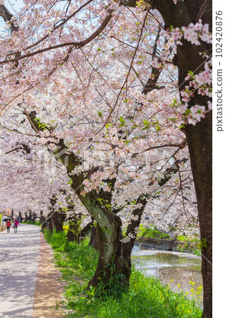 Gojo River in spring, cherry blossoms in full bloom <Iwakura City, Aichi Prefecture> Gojo River in spring, cherry blossoms in full bloom <Iwakura City, Aichi Prefecture> 102420876