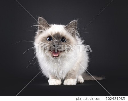 Sacred Birman on black background Sacred Birman on black background 102421085