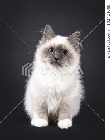 Sacred Birman on black background Sacred Birman on black background 102421089