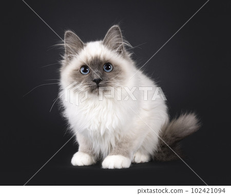 Sacred Birman on black background 102421094