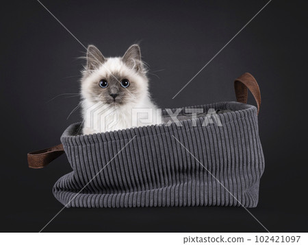 Sacred Birman on black background 102421097