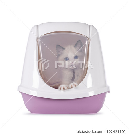 Ragdoll in litterbox on white background Ragdoll in litterbox on white background 102421101