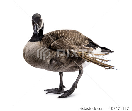 Small Canadian Goose on white background 102421117