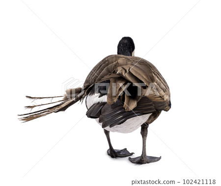 Small Canadian Goose on white background 102421118