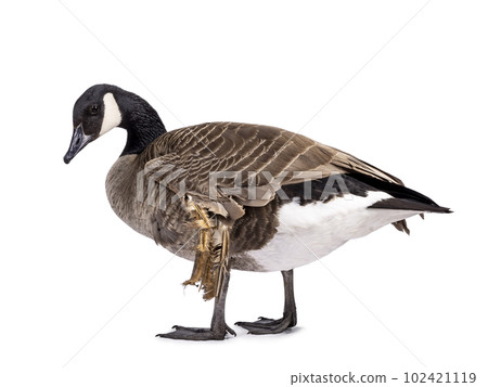 Small Canadian Goose on white background 102421119
