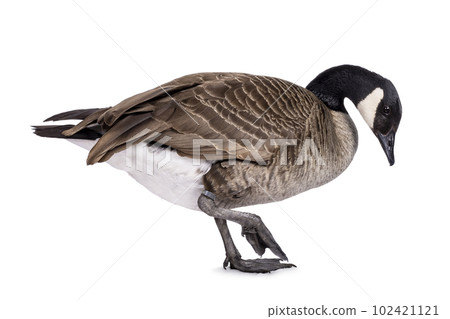 Small Canadian Goose on white background 102421121