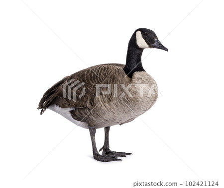 Small Canadian Goose on white background Small Canadian Goose on white background 102421124
