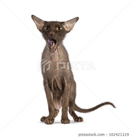 Peterbald cat on white background 102421129