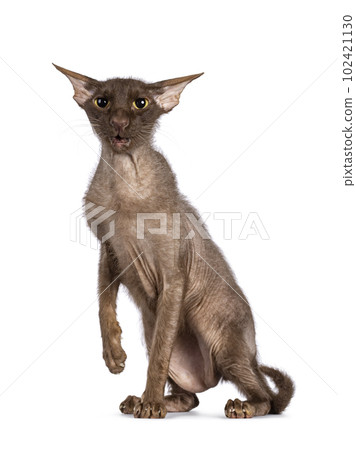 Peterbald cat on white background Peterbald cat on white background 102421130