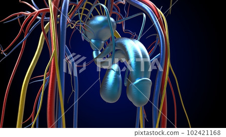 Male Reproductive System Anatomy For Medical Concept 3D Rendering 102421168