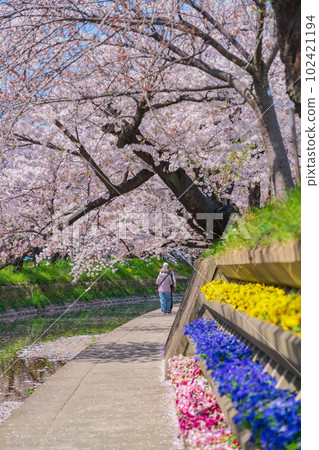 Gojo River in spring, cherry blossoms in full bloom <Iwakura City, Aichi Prefecture> Gojo River in spring, cherry blossoms in full bloom <Iwakura City, Aichi Prefecture> 102421194
