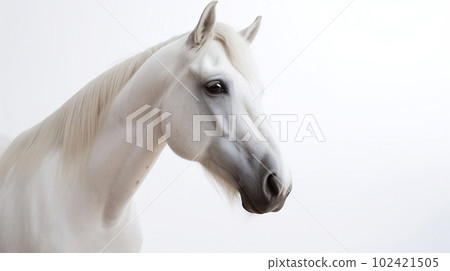 white horse on white background 102421505