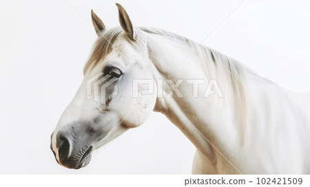 白色背景上的白馬 102421509