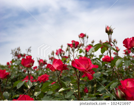 Vivid rose pink rose flower [紅色] 102421697