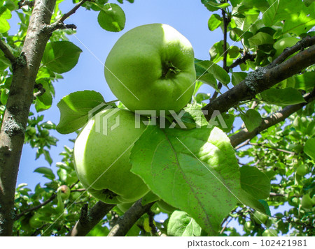 Green apples ripen on a tree in an orchard on a sunny summer day. Close-up. Harvest. August, the end of summer Green apples ripen on a tree in an orchard on a sunny summer day. Close-up. Harvest. August, the end of summer 102421981