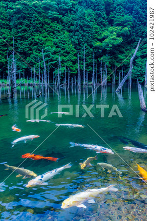 一之櫻公園的青木錦鯉池塘 102421987