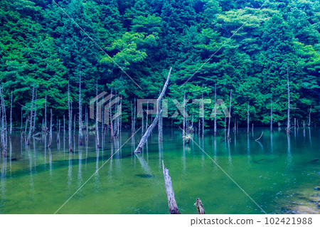 一之櫻公園的青木錦鯉池塘 102421988
