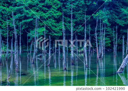 Aogiri Koi Pond at Ichinomata Sakura Park 102421990