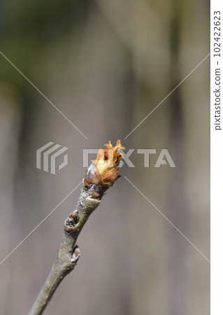 Pear tree Abate Fetel Pear tree Abate Fetel 102422623
