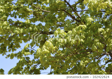 Norway maple 102422624